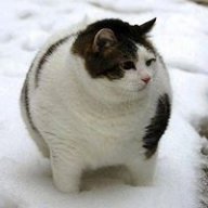 kitlove