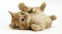bunny_itvn