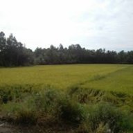 khang ca mau