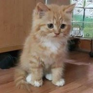 mèo đen