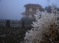 cương thi