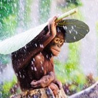 Hoa Vô Ưu