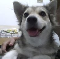 HenryChau