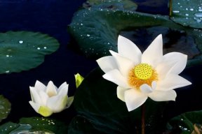 Việt Đức Nguyễn