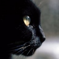 blackkcat