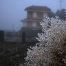 cương thi