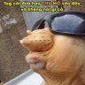 Langtudonc0i