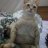 Trang Anh funny man